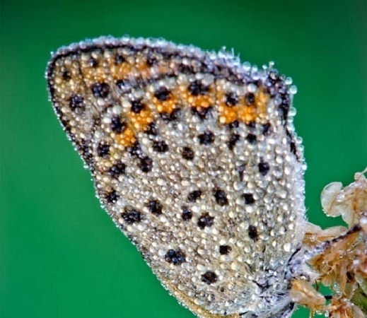 bntpal_1477668682_23