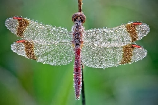bntpal_1477668683_19