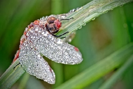 bntpal_1477668684_12