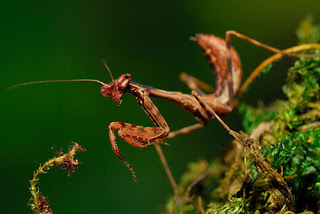 bntpal_1479152694_34