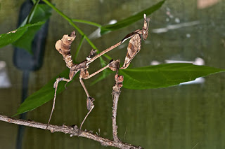 bntpal_1479152694_76