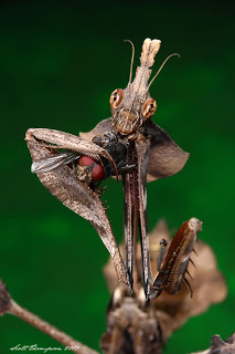 bntpal_1479152694_95
