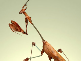 bntpal_1479152695_21