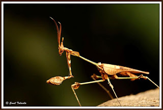 bntpal_1479152695_38