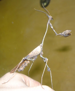 bntpal_1479152695_64