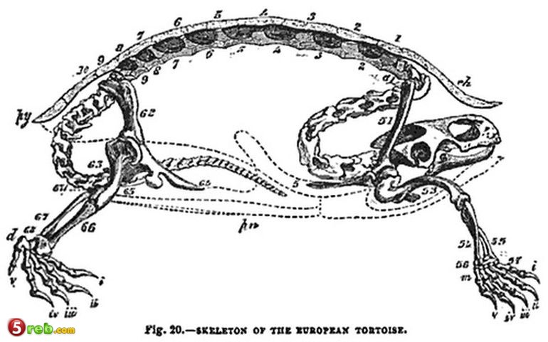 bntpal_1479480857_78