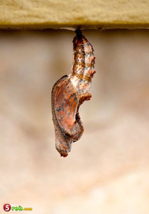  bntpal_1479502827_26