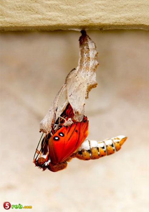  bntpal_1479502827_45