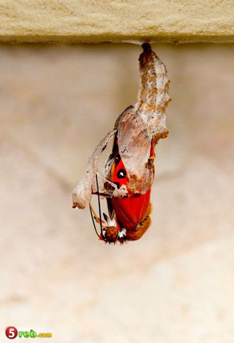  bntpal_1479502828_20