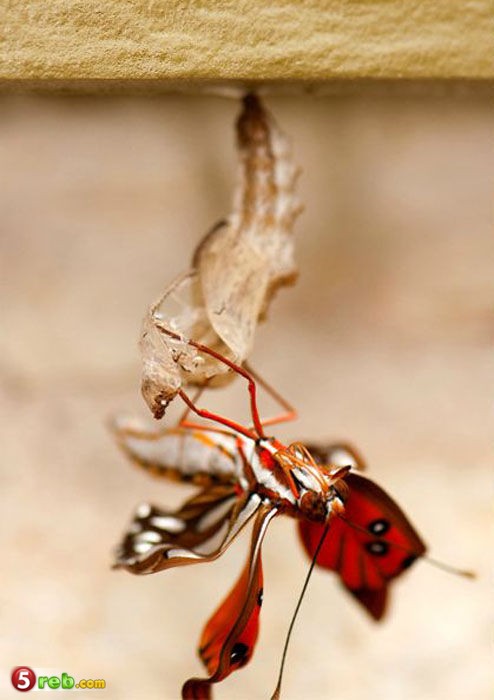  bntpal_1479502828_36