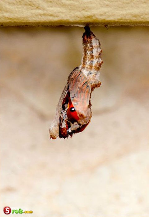  bntpal_1479502828_60