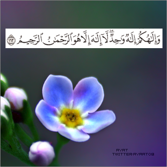 bntpal_1480521501_43