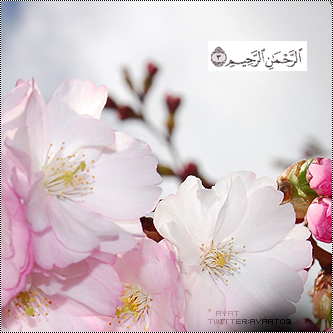 bntpal_1480521504_44