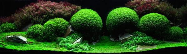 bntpal_1480679545_14