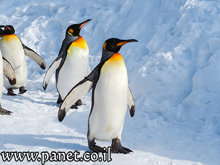  bntpal_1481448341_49