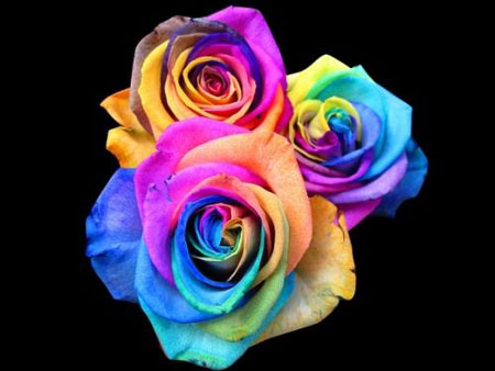  ~ bntpal_1481705881_76