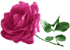 bntpal_1486289578_36