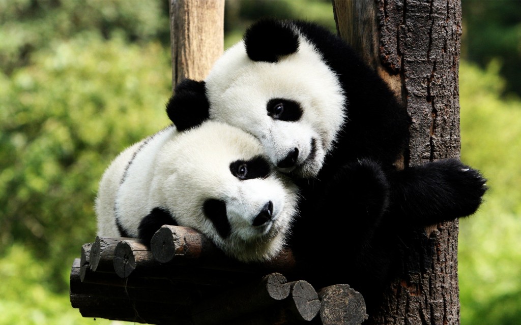 " " bntpal_1486931863_69
