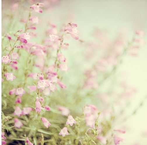 🌸 bntpal_1487757057_13