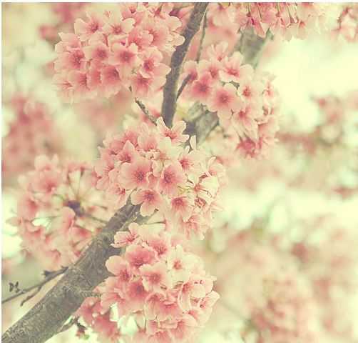 🌸 bntpal_1487757057_76