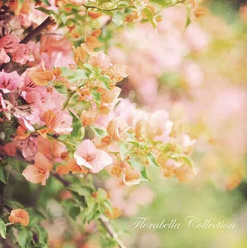 🌸 bntpal_1487757058_30