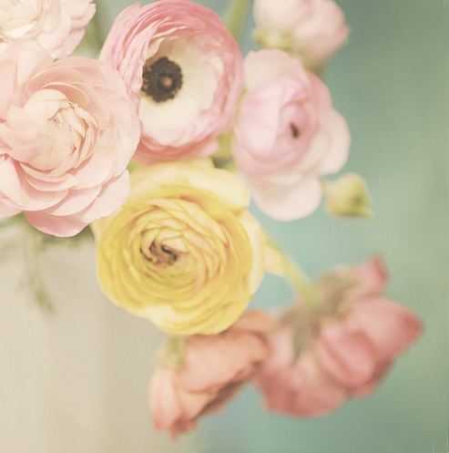 🌸 bntpal_1487757058_64