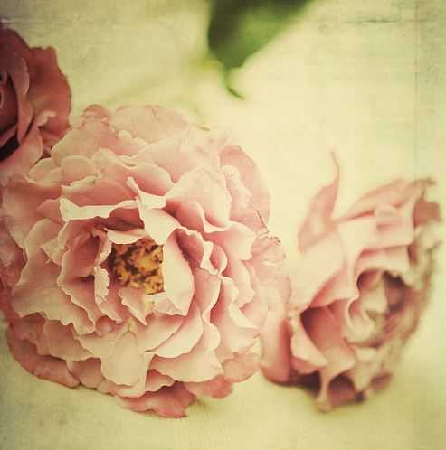 🌸 bntpal_1487757058_72