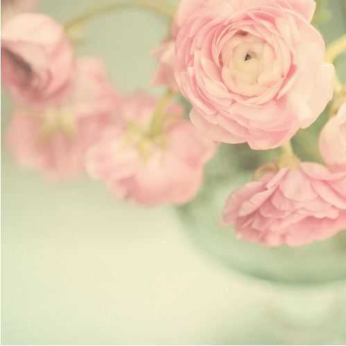 🌸 bntpal_1487757058_72