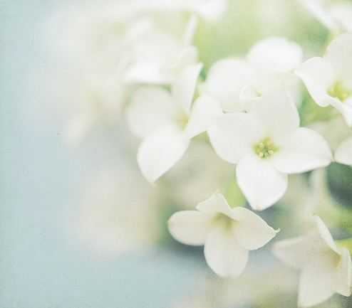 🌸 bntpal_1487757058_94