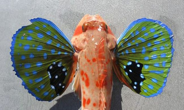  bntpal_1489858366_41