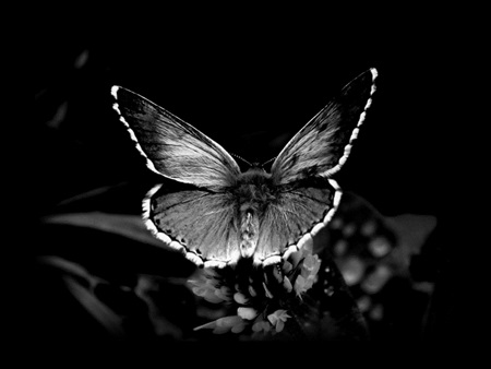 bntpal_1493668094_93