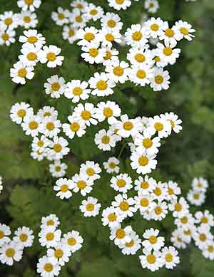 🌻 bntpal_1494311441_42