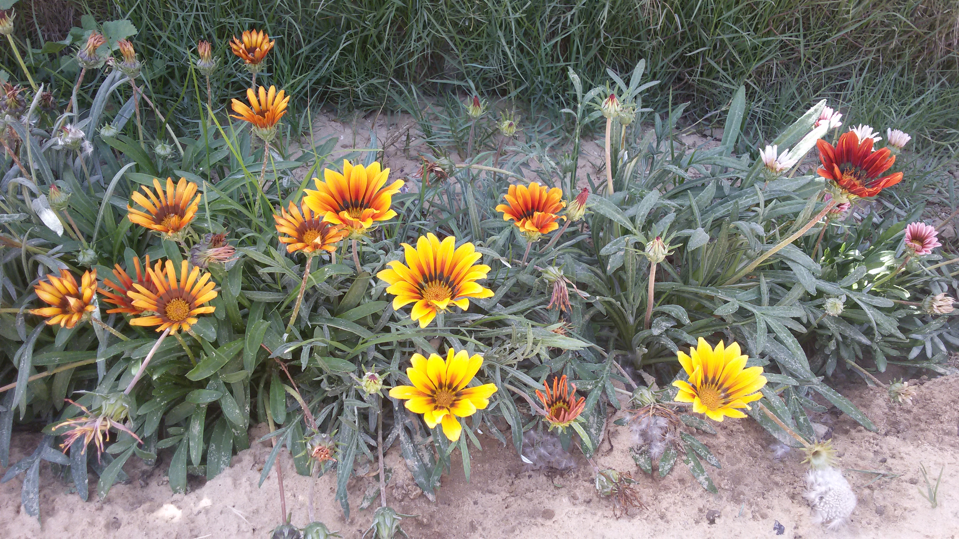bntpal_1494881855_58