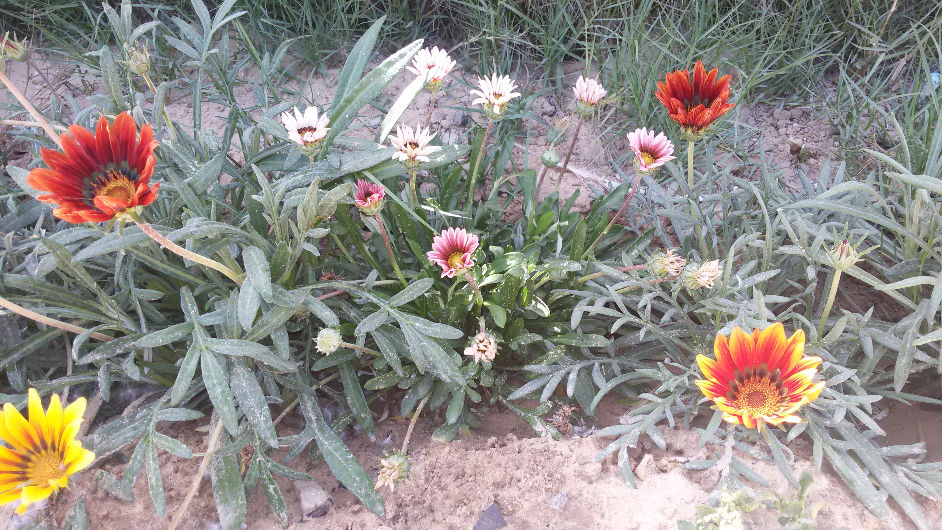 bntpal_1494881857_76