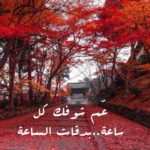 bntpal_1497755567_98