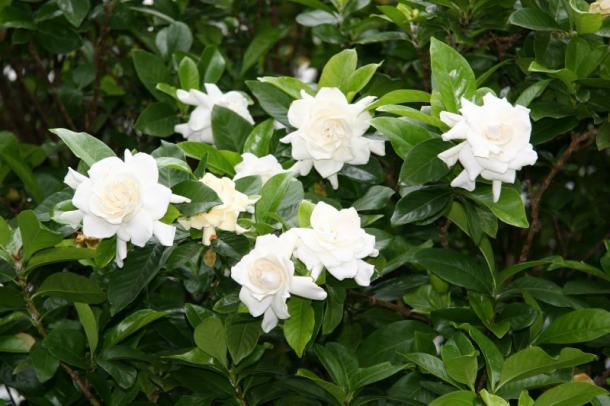 ,   bntpal_1499337579_43