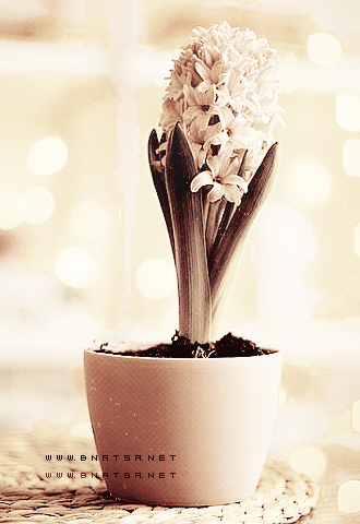 bntpal_1499681652_33